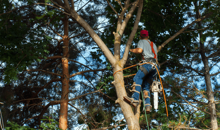 Tree Trimming
